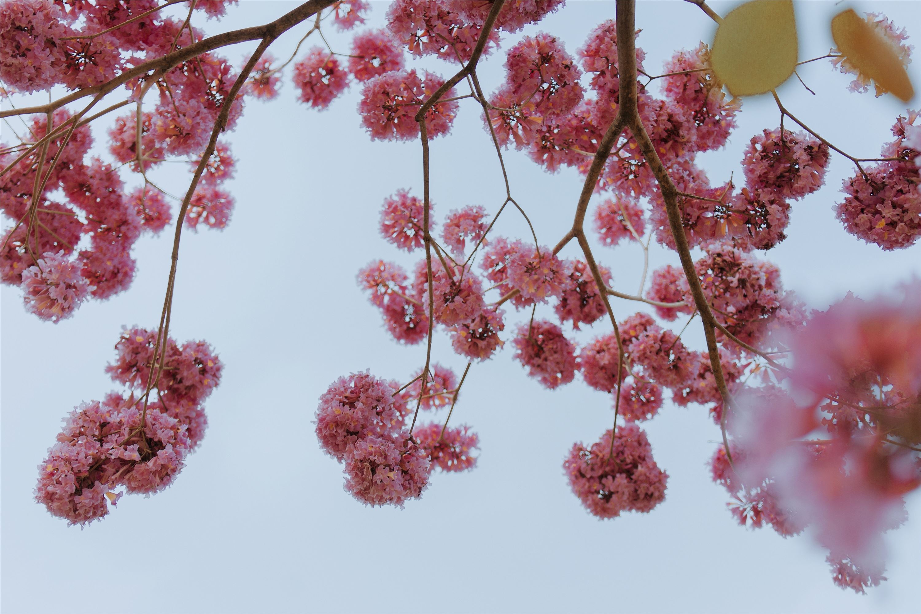 YITUYU艺图语 2021.09.04 遇芳记 苹果大人